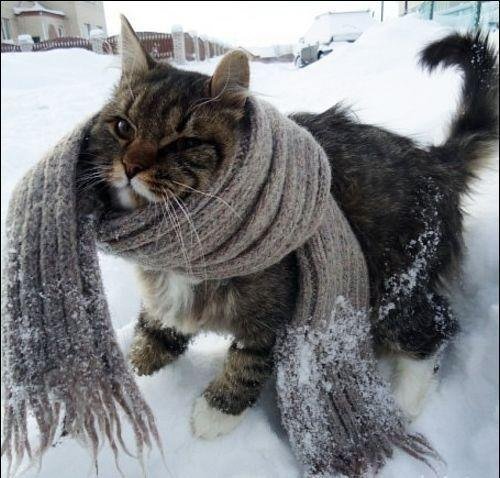 Как согреться в холодную пору… (фото) - фото 5 Как согреться в холодную пору… (фото) - фото 5