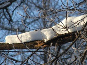 snow-on-tree-branch-dscf1006-480x360-300x225