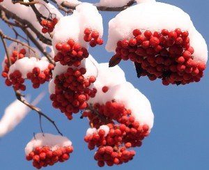 Рябина-5-300x244