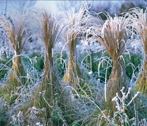 9d01e76724fa0e2ab8c1bc7315bf546al-300x258