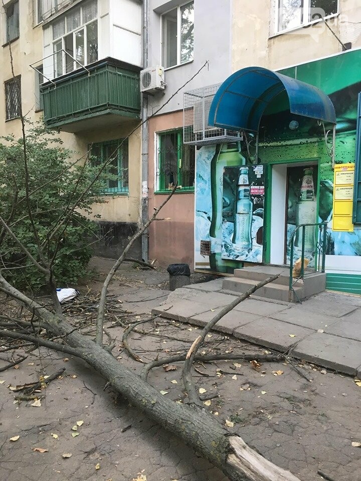 В Херсоне на головы пешеходов рухнуло огромное дерево: люди..., фото-1 В Херсоне на головы пешеходов рухнуло огромное дерево: люди отделались шоком, фото-1
