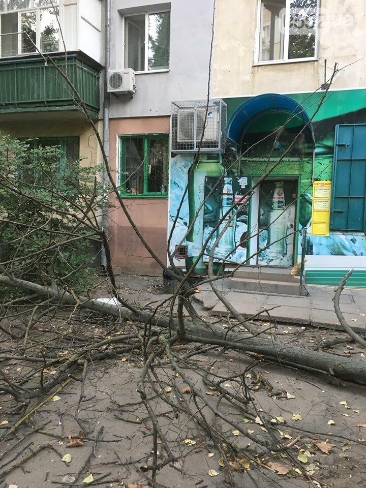 В Херсоне на головы пешеходов рухнуло огромное дерево: люди..., фото-3 В Херсоне на головы пешеходов рухнуло огромное дерево: люди отделались шоком, фото-3
