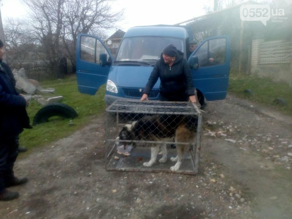 Когда муж говорит что у нас нет места для еще одной собаки