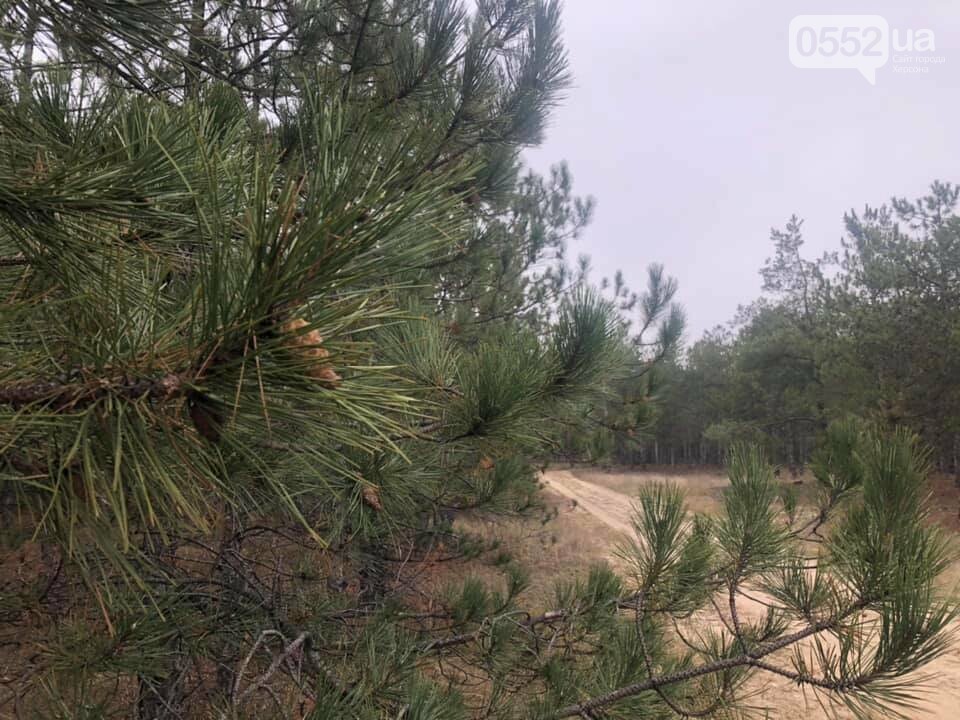 Новорічна ялинка: яку обрати, де купувати та скільки коштує, фото-1 Новорічна ялинка: яку обрати, де купувати та скільки коштує, фото-1