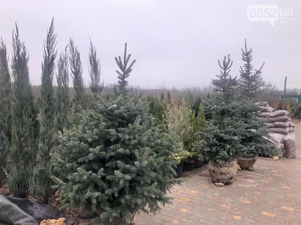 Новорічна ялинка: яку обрати, де купувати та скільки коштує, фото-7 Новорічна ялинка: яку обрати, де купувати та скільки коштує, фото-7