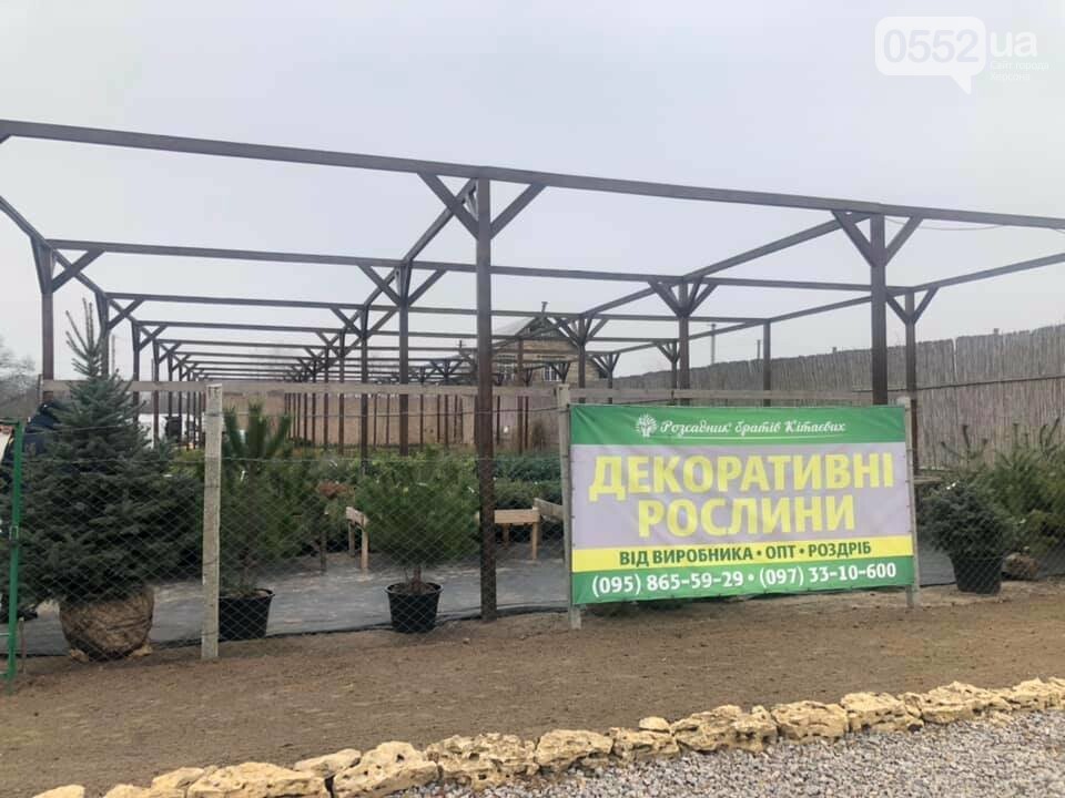 Новорічна ялинка: яку обрати, де купувати та скільки коштує, фото-5 Новорічна ялинка: яку обрати, де купувати та скільки коштує, фото-5