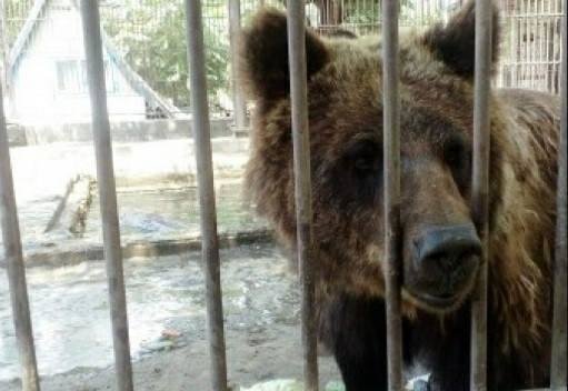 Херсонські активісти продовжують боротьбу за звіринець у Г..., фото-1 Херсонські активісти продовжують боротьбу за звіринець у Гідропарку, фото-1