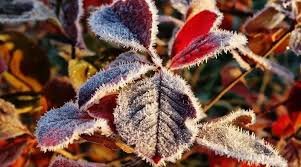 Прогнозують заморозки на Херсонщині | Новини