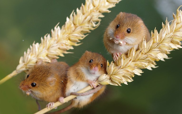 Оголошено тиждень боротьби з мишоподібними гризунами на Херсонщині