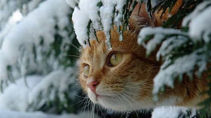 Синоптики назвали точну дату:частину України засипле снігом