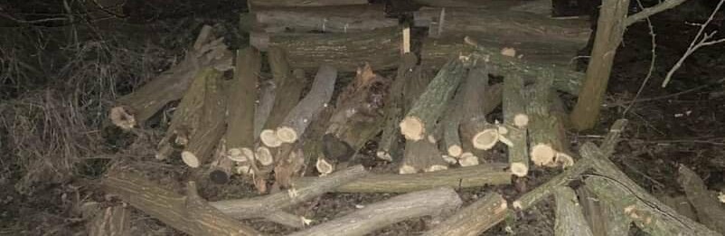 Олешківські поліцейські застали лісових браконьєрів під час спилювання дерев