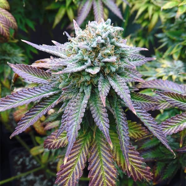 Семена конопли от errors-seeds