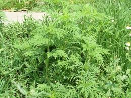 images (20) images (20)