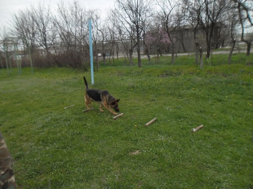 Привчання собаки до виборки речі