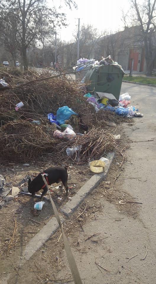 17202966_796911030475193_1075356394163893762_n