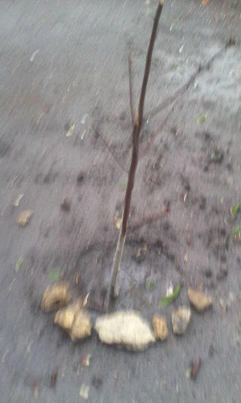 18010441_274514573009137_3472939634893704911_n